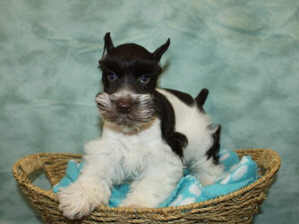 Miniature Schnauzer Dog Male Liver / White 20953 Petland Dalton, Georgia