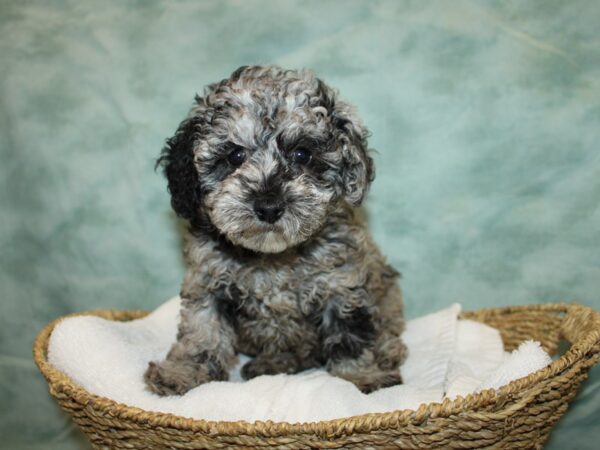 Poodle DOG Female Blue Merle 20968 Petland Dalton, Georgia