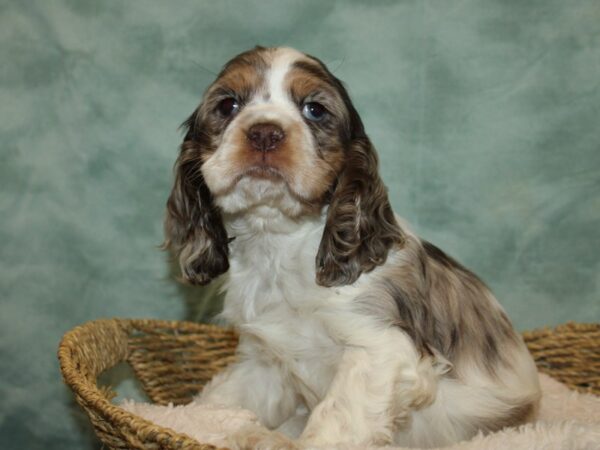 Cocker Spaniel DOG Male Chocolate Merle 20966 Petland Dalton, Georgia