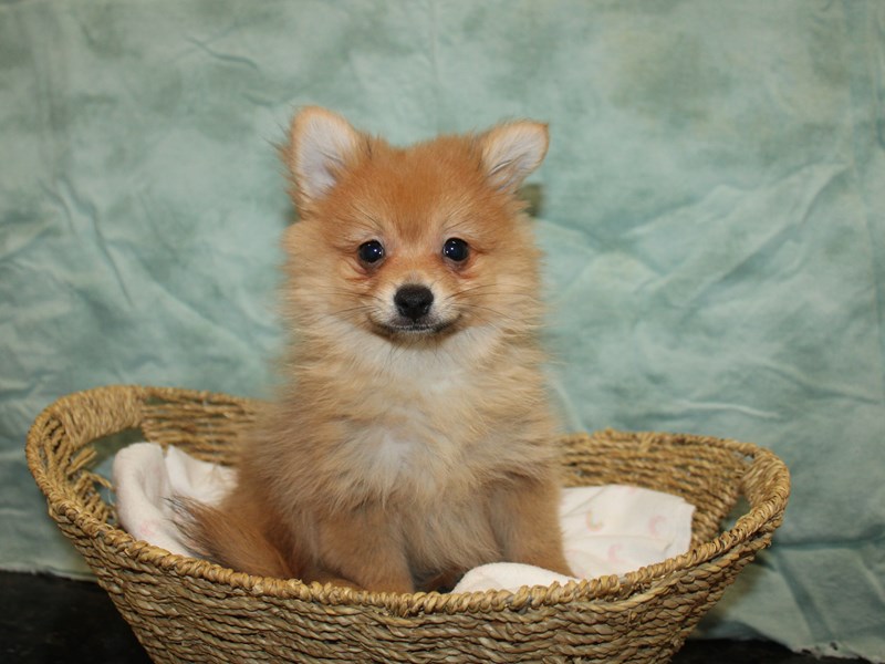 Pomeranian-Male-Orange-4029678-Petland Dalton
