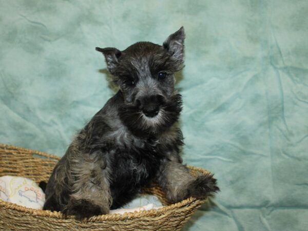 Miniature Schnauzer-Dog-Male-Salt / Pepper-9706-Petland Dalton, Georgia