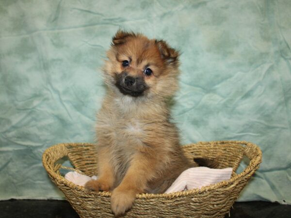 Pomeranian-DOG-Female-Orange Sable-20849-Petland Dalton, Georgia