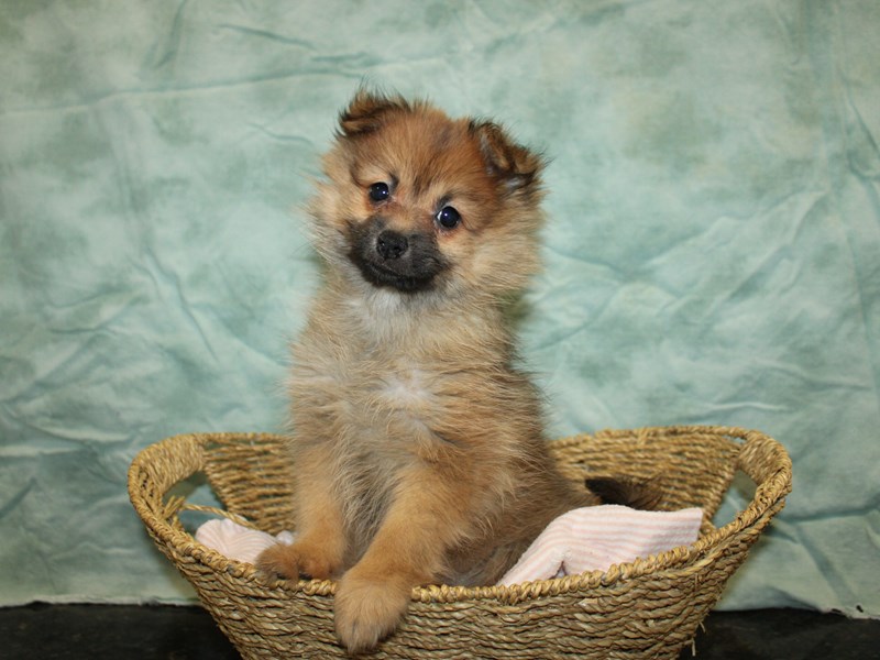Pomeranian-Female-Orange Sable-4029679-Petland Dalton
