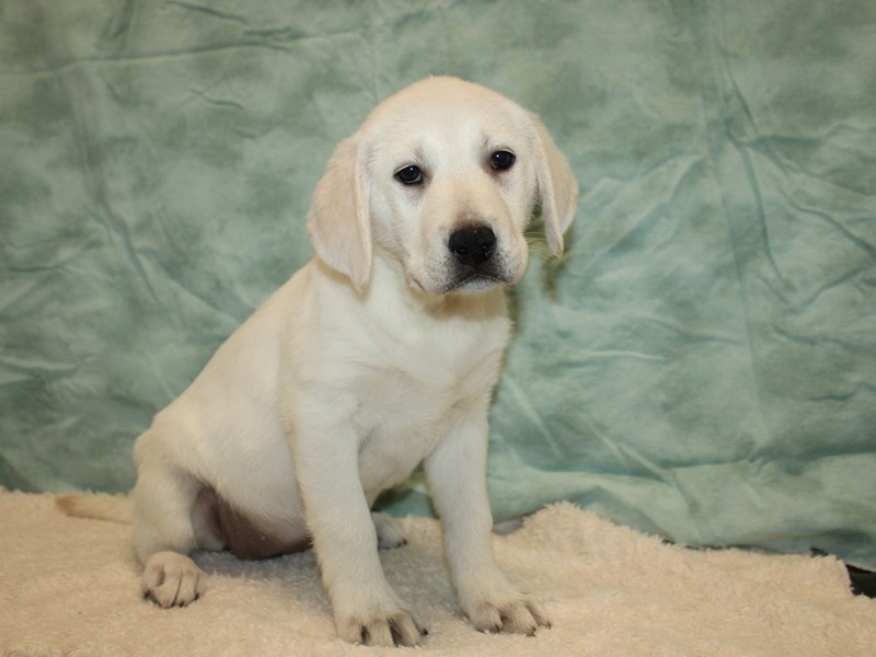 Labrador Retriever-Female-Yellow-4030083-Petland Dalton