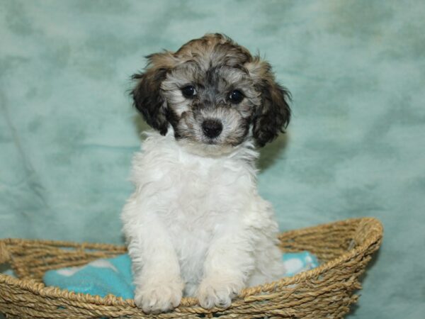 Bichapoo-DOG-Female-Brindle&Wh-20870-Petland Dalton, Georgia