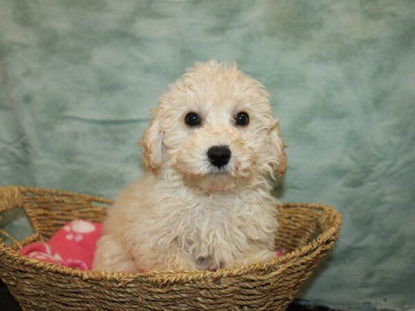 Bichon Frise Dog Male White and Cream 20874 Petland Dalton, Georgia