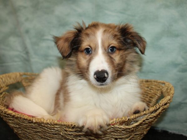 Shetland Sheepdog Dog Male Sable Merle and White 20877 Petland Dalton, Georgia