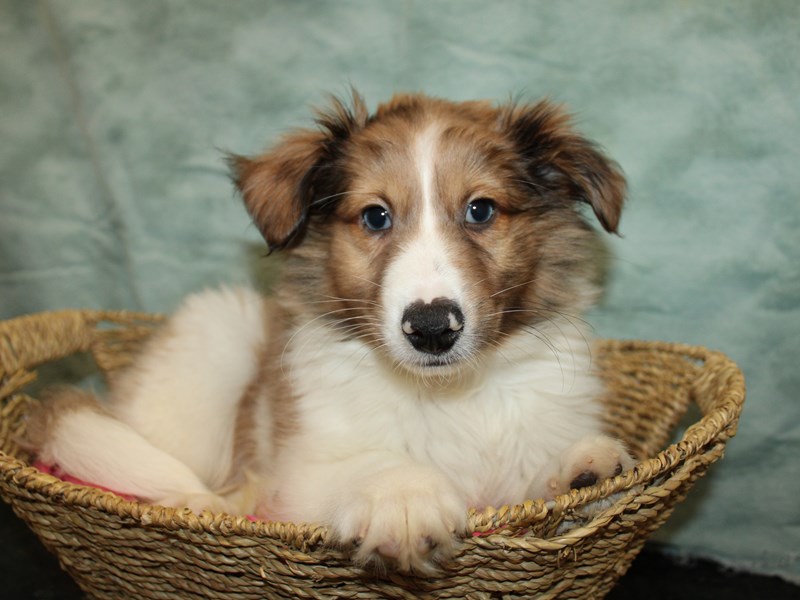Shetland Sheepdog-Male-Sable Merle and White-4040317-Petland Dalton