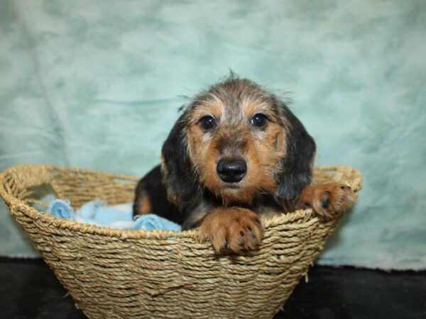 Dachshund-Dog-Male-Black and Tan-9721-Petland Dalton, Georgia