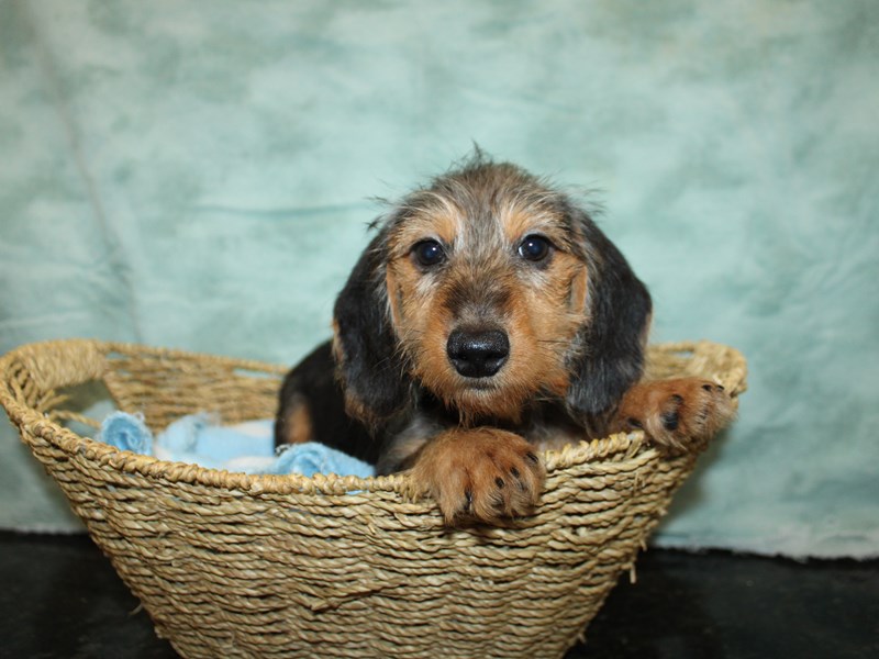Dachshund-Male-Black and Tan-4040383-Petland Dalton