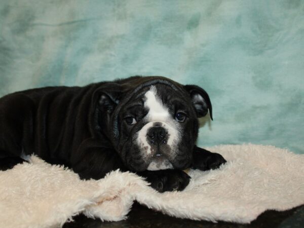 English Bulldog DOG Male Black and White 20875 Petland Dalton, Georgia