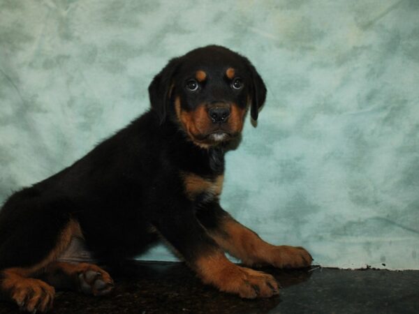 Rottweiler Dog Male Black / Tan 9711 Petland Dalton, Georgia