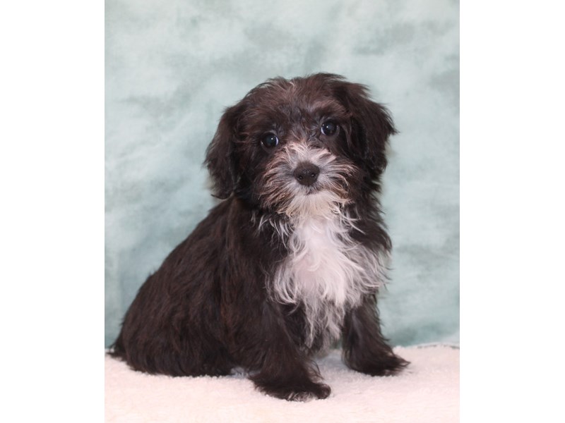 Yorkiepoo-Female-Chocolate-3999602-Petland Dalton