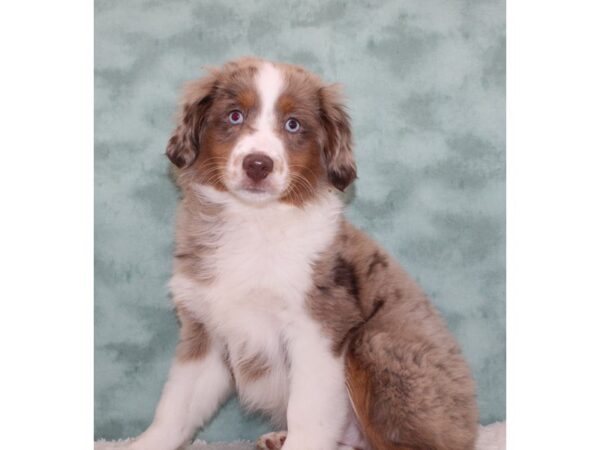 Miniature Australian Shepherd-DOG-Male-Blue Merle White and Tan-9701-Petland Dalton, Georgia