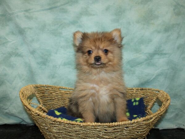 Pomeranian DOG Male Red Merle 9727 Petland Dalton, Georgia