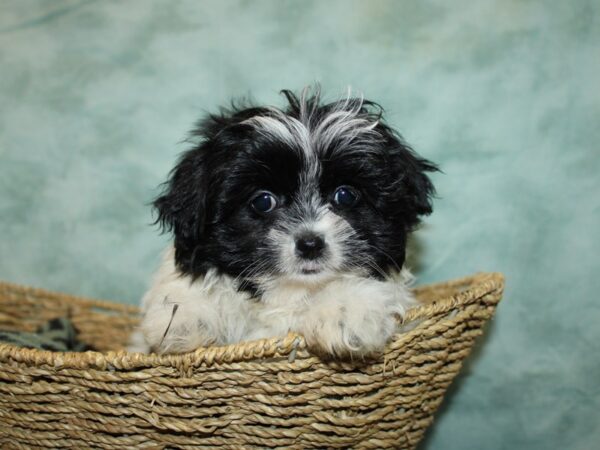 Shihpom-Dog-Male--20896-Petland Dalton, Georgia