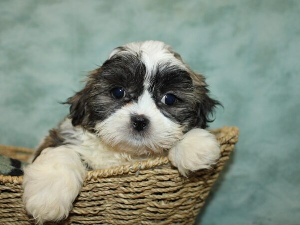 Shih Tzu-Dog-Male--9729-Petland Dalton, Georgia