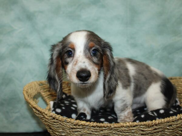 Dachshund-DOG-Male-Merle piebald-9730-Petland Dalton, Georgia