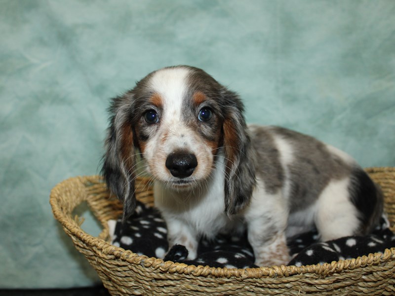 Dachshund-Male-Merle piebald-4052711-Petland Dalton