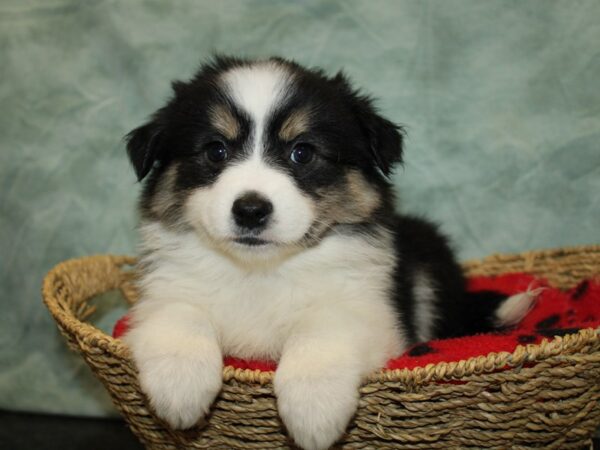 Aussimo-DOG-Female-Black / White-9724-Petland Dalton, Georgia