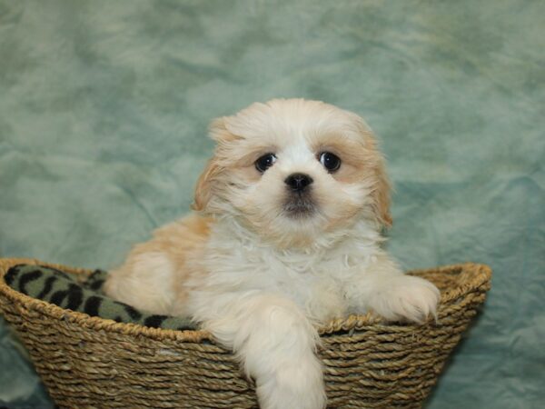 Lhasa Apso Dog Male Cream 9733 Petland Dalton, Georgia