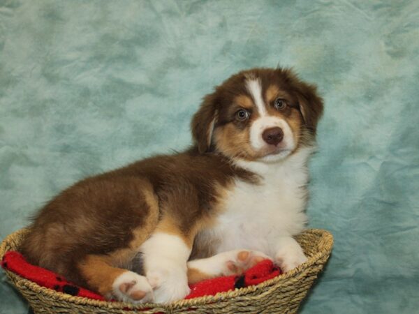 Australian Shepherd Dog Female Red 20897 Petland Dalton, Georgia