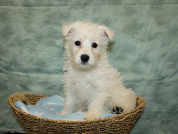 West Highland White Terrier Dog Female White 9745 Petland Dalton, Georgia