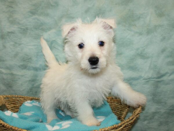 West Highland White Terrier Dog Male White 20914 Petland Dalton, Georgia