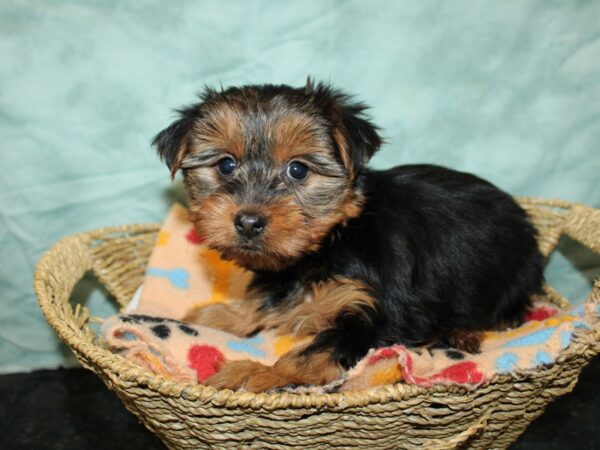 Yorkshire Terrier Dog Female Black / Tan 9739 Petland Dalton, Georgia