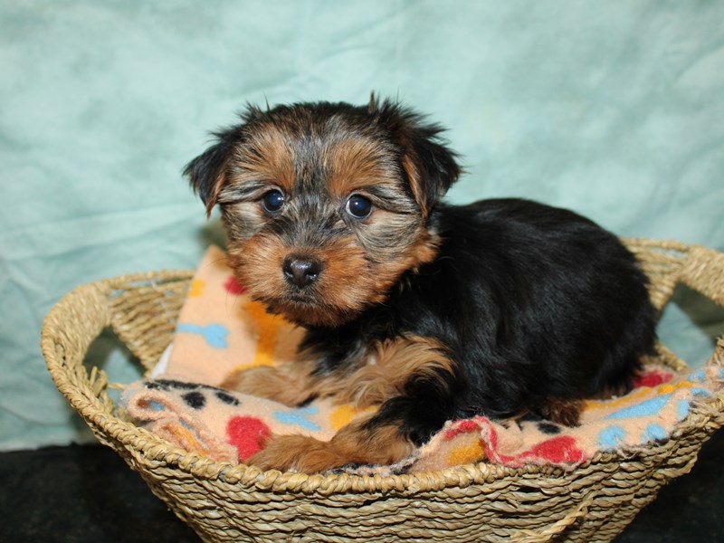 Yorkshire Terrier-Female-Black / Tan-4070977-Petland Dalton