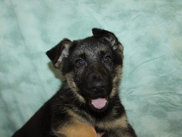 German Shepherd-Dog-Male-Black and Tan-9765-Petland Dalton, Georgia