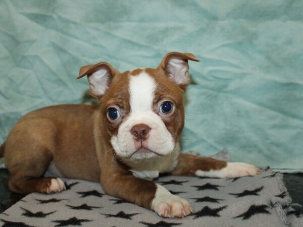 Boston Terrier Dog Male Seal and White 20929 Petland Dalton, Georgia