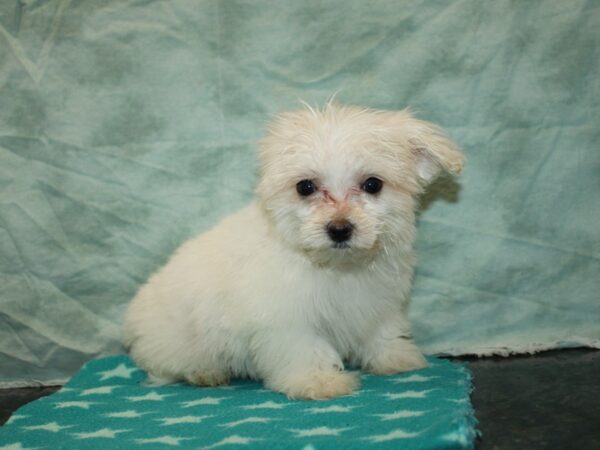 Maltese Dog Male White 20930 Petland Dalton, Georgia