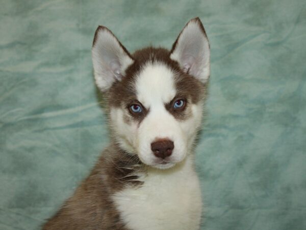 Siberian Husky Dog Male Red and White 20932 Petland Dalton, Georgia