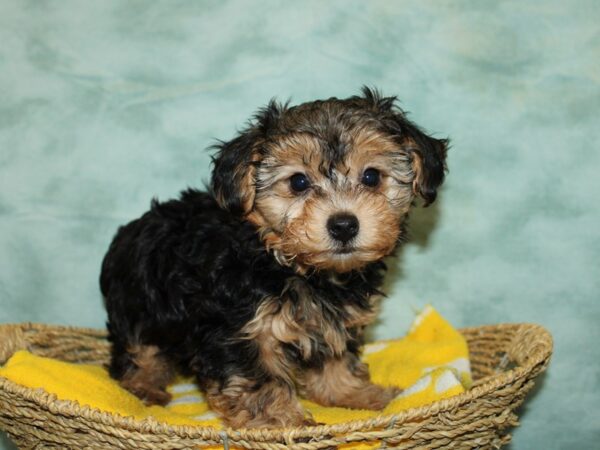 Morkie-DOG-Male-Black / Tan-9762-Petland Dalton, Georgia