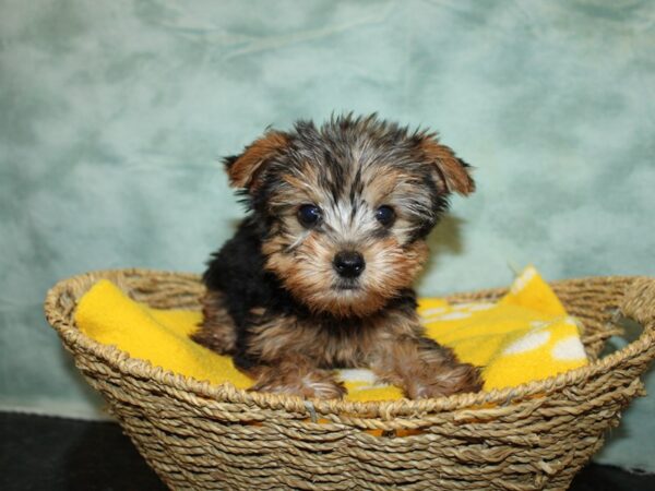 Yorkshire Terrier Dog Male Blk & tan 9761 Petland Dalton, Georgia