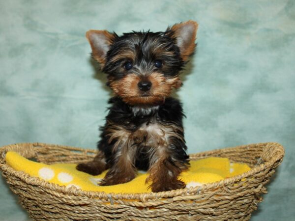 Yorkshire Terrier Dog Male Blk&tan 20951 Petland Dalton, Georgia