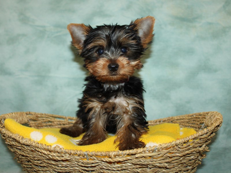 Yorkshire Terrier-Male-Blk&tan-4102145-Petland Dalton