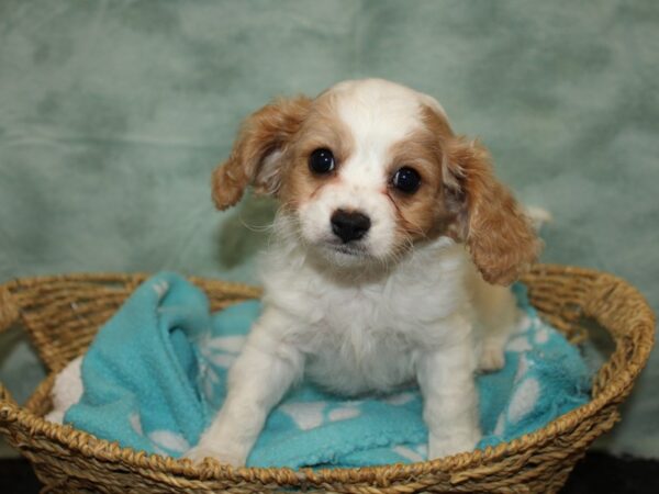 Cavachon DOG Male Blenheim 20961 Petland Dalton, Georgia