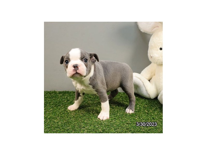 Boston Terrier-Female-Blue / White-4107827-Petland Dalton