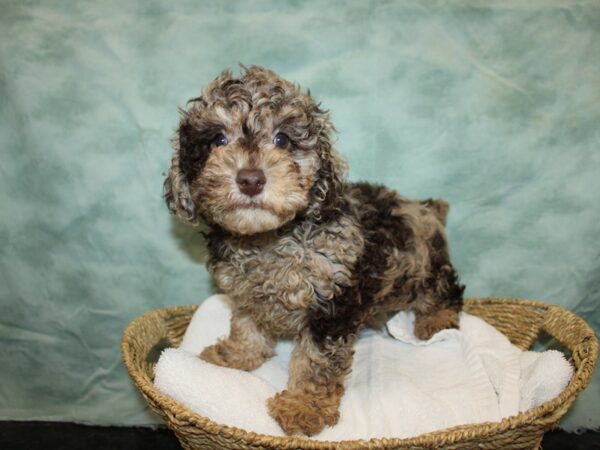 Poodle Dog Male Chocolate Merle 20969 Petland Dalton, Georgia