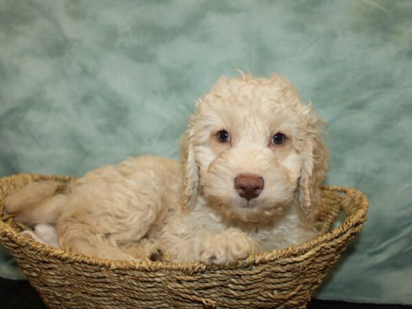 Cockadoodle DOG Male Cream 20967 Petland Dalton, Georgia