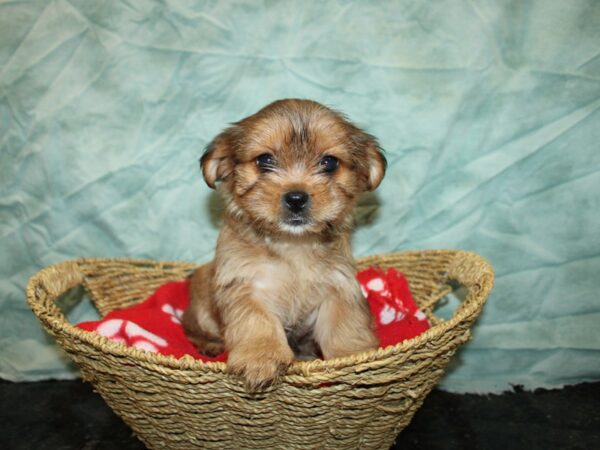 Shorkie DOG Female 20980 Petland Dalton, Georgia