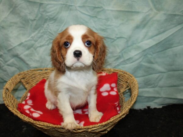 Cavalier King Charles Spaniel Dog Male Bleheim 20973 Petland Dalton, Georgia