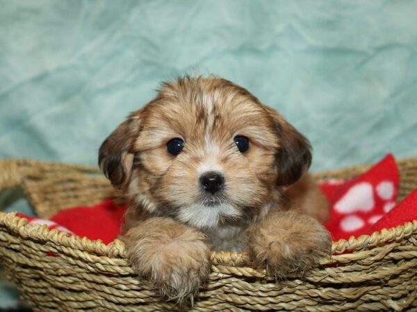 Shorkie-DOG-Male--9777-Petland Dalton, Georgia