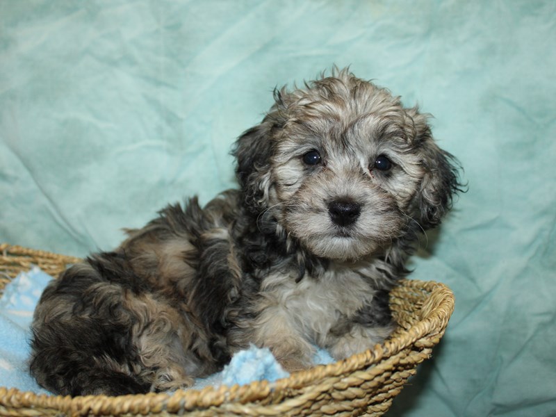 Daisy Dog-Female-Blue Merle-4131169-Petland Dalton