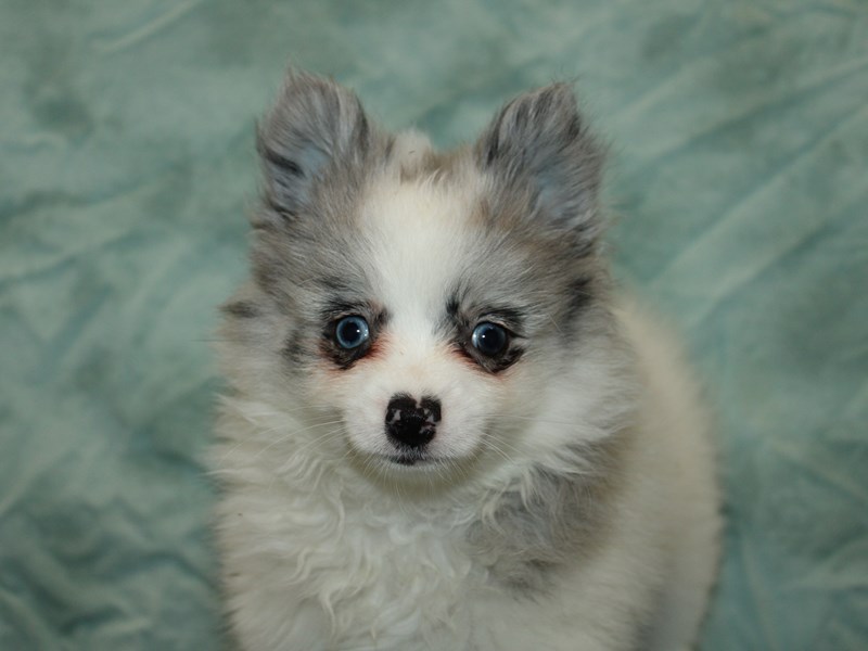 Pomeranian-Female-White / Blue-4131171-Petland Dalton