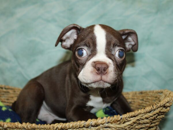 Boston Terrier DOG Male Seal and White 20987 Petland Dalton, Georgia