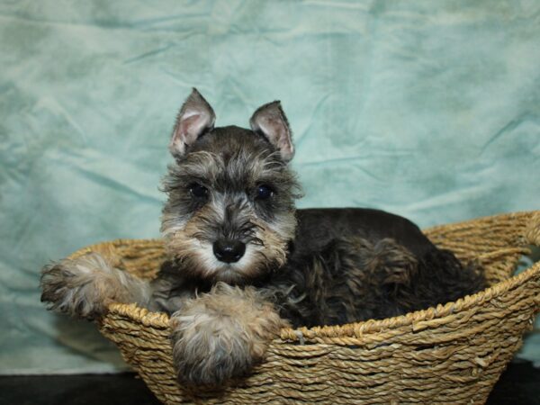 Miniature Schnauzer Dog Female Salt / Pepper 21007 Petland Dalton, Georgia