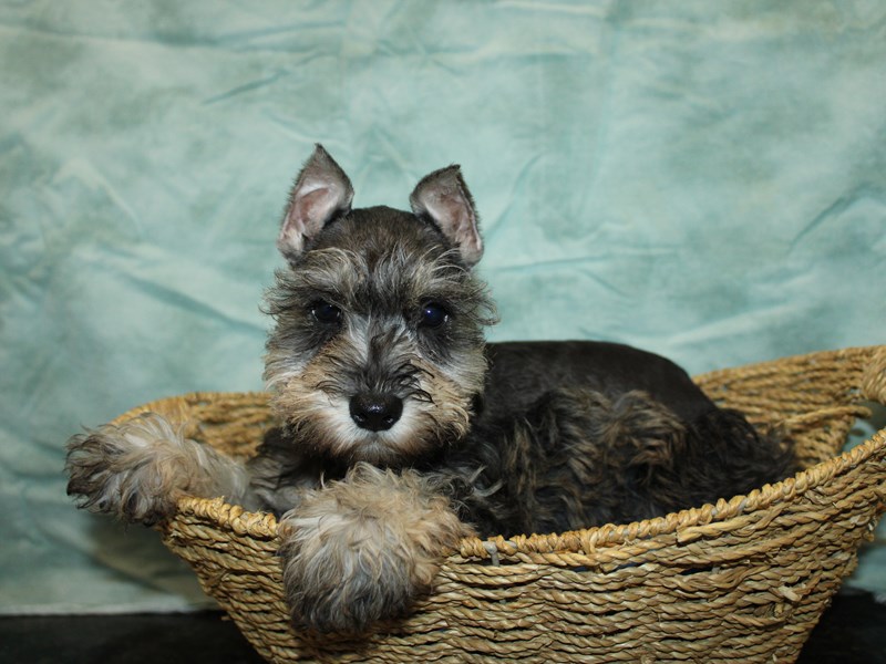 Miniature Schnauzer-Female-Salt / Pepper-4140143-Petland Dalton